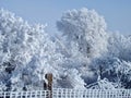 Frost Covered Trees with a Frost Covered Fence Royalty Free Stock Photo