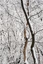 Snow covered trees in the dead of winter Royalty Free Stock Photo