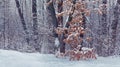 Snow-covered trees with dry leaves in winter forest. Winter landscape_ Royalty Free Stock Photo