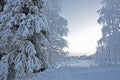 Snow covered trees in Finnish Lapland, it's still snowing, that's what you call a forest