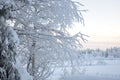 Snow covered trees in Finnish Lapland, it's still snowing, that's what you call a forest