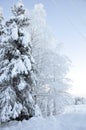 Snow covered trees in Finnish Lapland, it's still snowing, that's what you call a forest