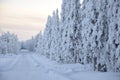 Snow covered trees in Finnish Lapland, it's still snowing, that's what you call a forest