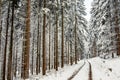 Snow-covered trees in the forest on the hiking trail. White snow covers the tops and branches of trees and small vegetation