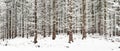 Snow-covered trees in the forest on the hiking trail. White snow covers the tops and branches of trees and small vegetation