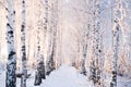 Snow covered trees in the forest. Winter landscape Royalty Free Stock Photo