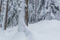 snow covered trees of forest in winter landscape Royalty Free Stock Photo