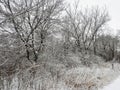 Snow Covered Trees: After a fresh snowfall, trees along a path in the woods are covered in snow on their branches Royalty Free Stock Photo