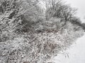 Snow Covered Trees: After a fresh snowfall, trees along a path in the woods are covered in snow on their branches Royalty Free Stock Photo