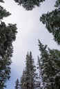 Snow covered trees frog perspective in banff national park canada