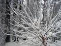 Snow-covered trees with frost-covered branches in a winter forest