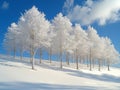 Snow covered trees glisten bright sunlight creating serene winter wonderland crisp morning hours. tranquil landscape