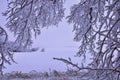 Snow-covered trees in the hills of snow