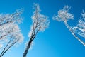Snow covered trees in hoarfrost against the clear blue sky Royalty Free Stock Photo