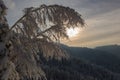 snow covered trees in icy winter landscape before sunset Royalty Free Stock Photo