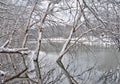 Snow covered trees by the lake