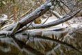 Snow Covered Trees Lean Over An Ontario River