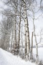 Snow covered trees lined along the road Royalty Free Stock Photo