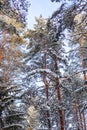 Snow-covered trees are lit by sunlight. Snowy winter forest on a background of blue sky