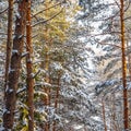 Snow-covered trees are lit by sunlight. Snowy winter forest on a sunny day