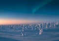 Snow covered trees in the morning light