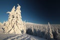 Snow covered trees on the mountain slope Royalty Free Stock Photo