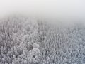 Snow-covered trees in a mountainous area during a fog Royalty Free Stock Photo