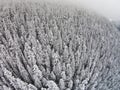Snow-covered trees in a mountainous area during a fog Royalty Free Stock Photo