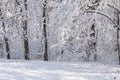 Snow covered trees nature forest winter season frozen background Royalty Free Stock Photo