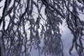 Snow covered trees in Northern Wisconsin. Royalty Free Stock Photo