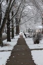 Snow covered trees overhang freshly cleared sidewalk