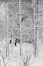 Snow-covered trees in the park