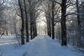 Snow-covered trees and a path in the winter forest Royalty Free Stock Photo