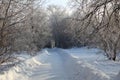 Snow-covered trees and a path in the winter forest Royalty Free Stock Photo