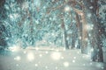 Snow-covered trees plants forest in winter