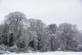 Snow Covered Trees Royalty Free Stock Photo