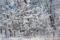 Snow covered trees right after a big snowfall