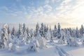 Snow covered trees, Riisitunturi National Park Royalty Free Stock Photo