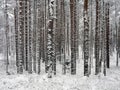 Snow Covered Trees Royalty Free Stock Photo