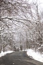 Snow covered trees on a road Royalty Free Stock Photo