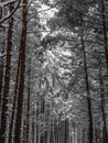 Snow Covered Trees Royalty Free Stock Photo