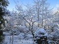 Snow-covered trees and shrubs. Branches of pine and thuja are covered with snow Royalty Free Stock Photo