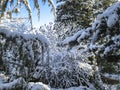 Snow-covered trees and shrubs. Royalty Free Stock Photo