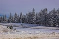 Snow Covered Trees In Sierra Nevada