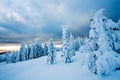 Snow Covered Trees