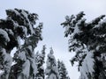 Snow Covered Trees