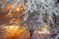 Snow covered trees after a snowfall in the street lights. Winter landscape Royalty Free Stock Photo
