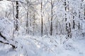 snow-covered trees in forest in winter morning