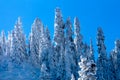 Snow Covered Evergreen Trees Abstract at Snoqualme Pass Washington Royalty Free Stock Photo