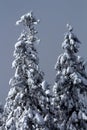 Snow Covered Evergreen Trees Abstract at Snoqualme Pass Washington Royalty Free Stock Photo